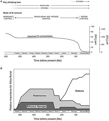 Biosilicification Drives a Decline of Dissolved Si in the Oceans through Geologic Time